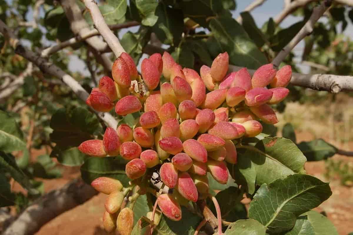 پسته خندان بادغیس سوغات ناب از سرزمین پسته‌خیز